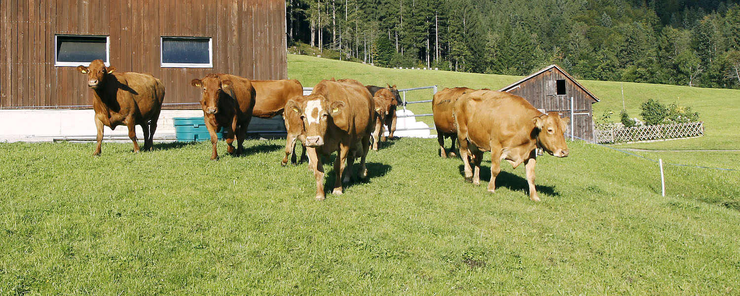 Unsere Kühe vor dem Stall