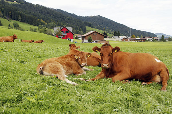 Ausruhen auf der Wiese