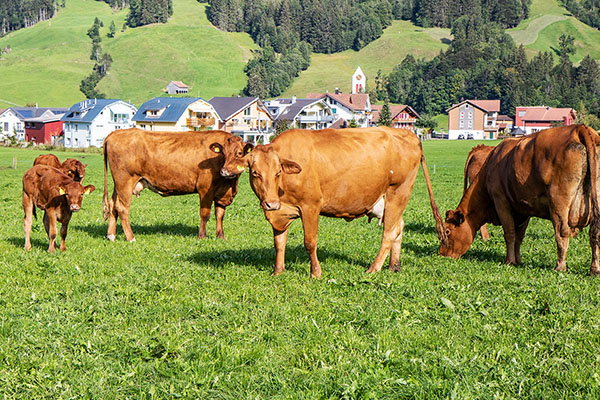 im Sommer täglicher Weidegang