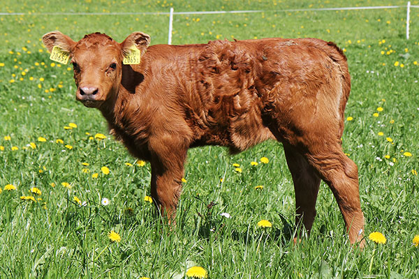 Kalb vom Glarnernhof