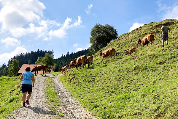 auf der Alp Lochweid