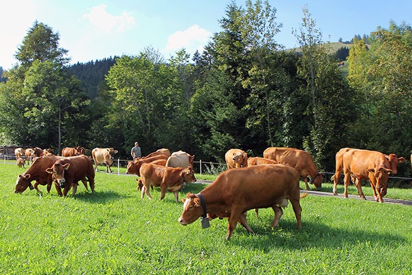 saftiges Gras zum Fressen