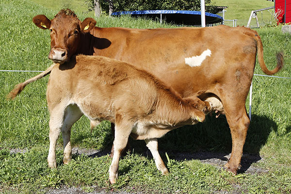 die Kälber bleiben 10 Monate bei der Mutter