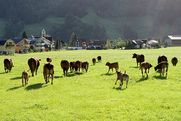 Herumtoben auf der Weide