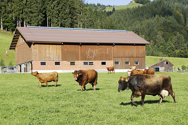 der Stier ist mit den Kühen auf der Weide