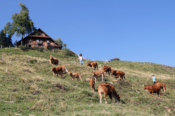 Alp Lochweid mit unseren Tieren