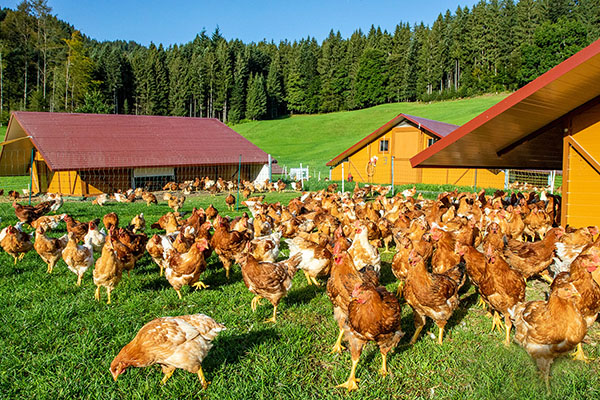 Bio-Poulet im Auslauf