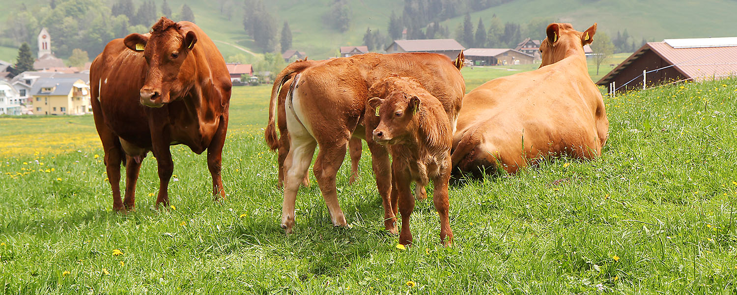 Die Kühe auf der Wiese